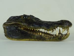 Taxidermy Crocodile Head